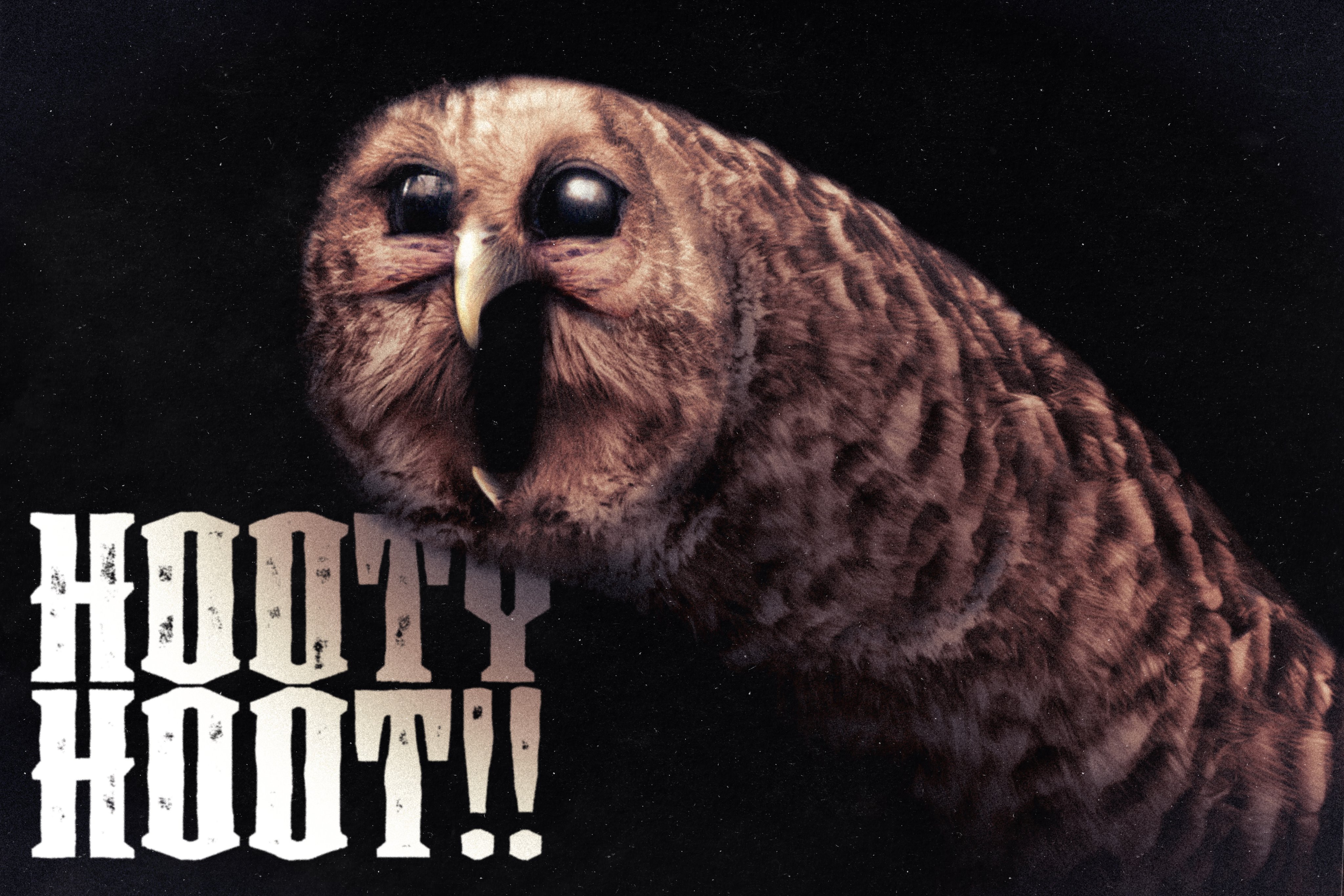 HOOTY HOOT!