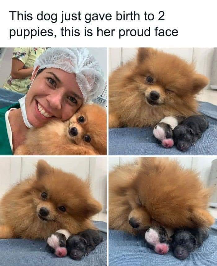 This Sweet Girl And Her Puppies Made My Day r wholesomememes Know This Sweet Girl And Her Puppies Made My Day r wholesomememes Know