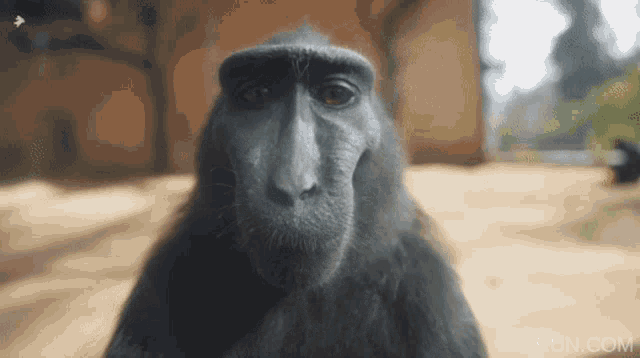 Monkey With Rizz Smiling Monkey GIF Know Your Meme