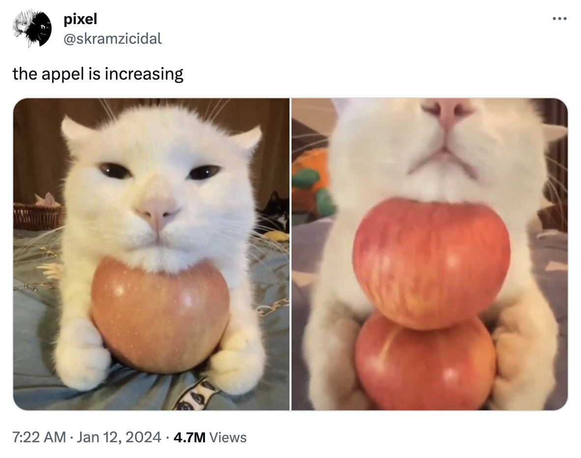 Applesauce Cat Meme At Savannah Derrington Blog Applesauce Cat Meme At Savannah Derrington Blog