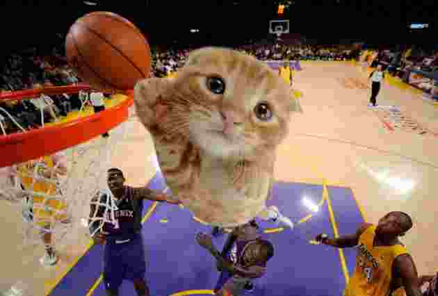 Cat Dunking Basketball meme | Ballincat43 / Thank You Ballincat43 ...