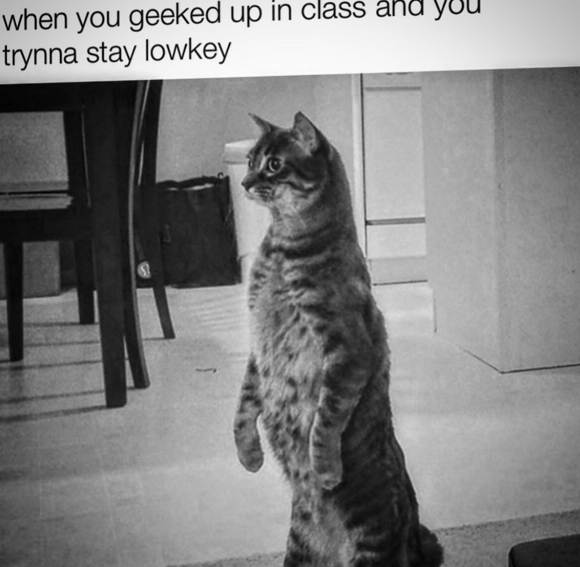 Geeked Geeked Slang Know Your Meme
