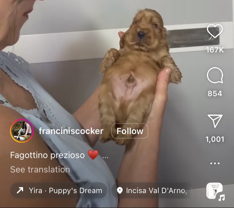 franciniscocker Follow Fagottino prezioso See translation 167K 854 1,001 PUPPYS Yira Puppy's Dream Incisa Val D'Arno,