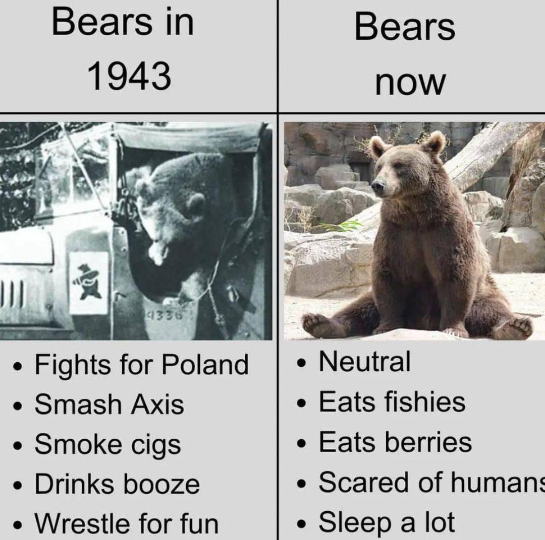 Bears in 1943 Bears now 4336 Fights for Poland • Smash Axis • Smoke cigs • Drinks booze • Wrestle for fun • Neutral • Eats fishies • Eats berries • Scared of humans · Sleep a lot