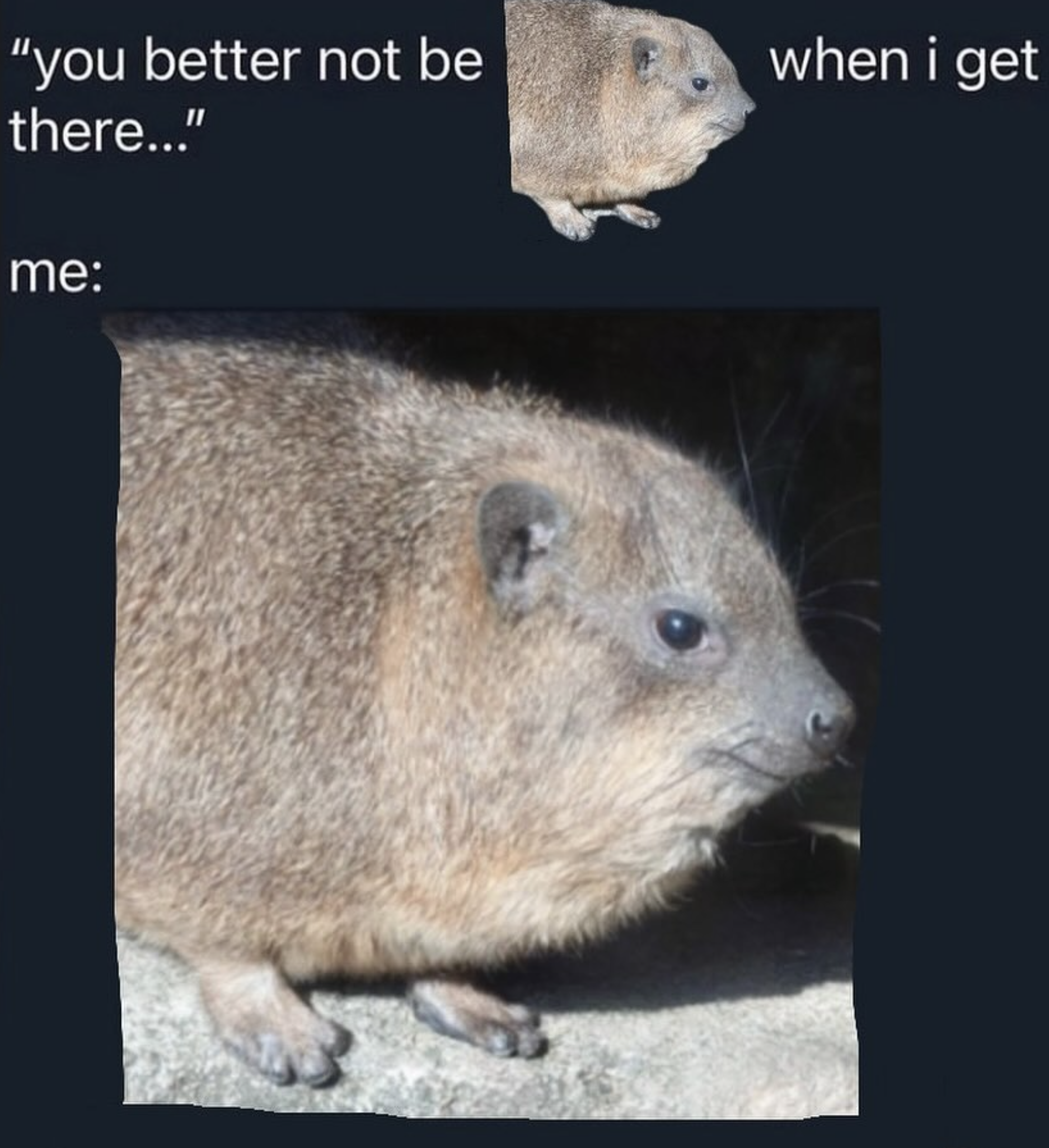 You Better Not Be A Hyrax When I Get There Know Your Meme