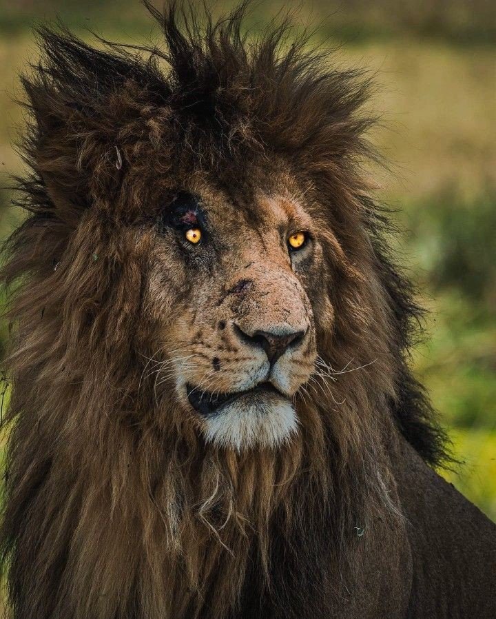 the real lion looks more like a scar than the one in the disney remake which has aged badly and its prequel is also crap