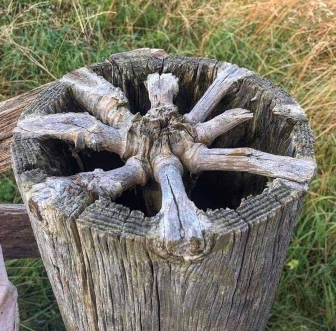 What knots look like inside of the tree