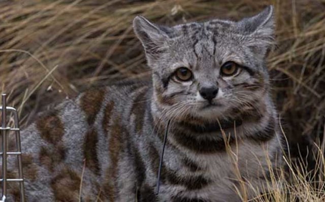 The Andean mountain cat, basically a small snow leopard