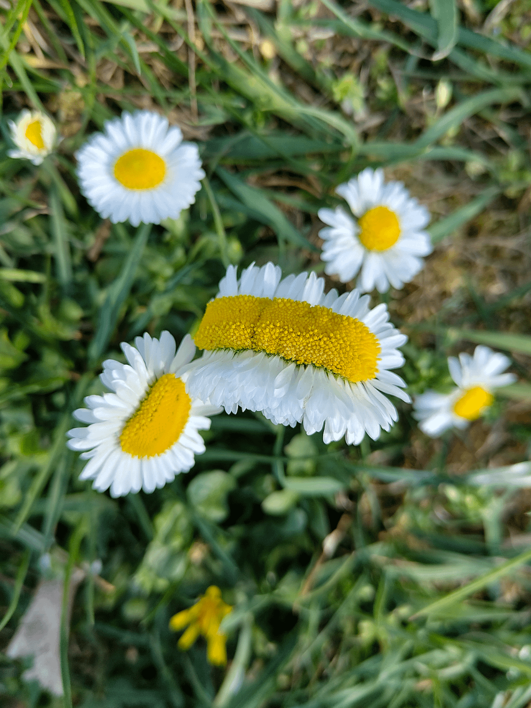 This mutated daisy