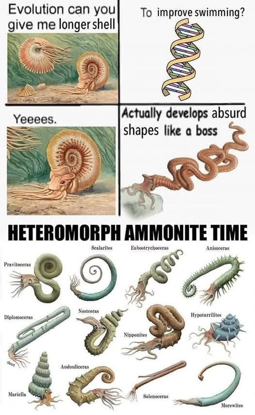 Evolution can you give me longer shell Yeeees. To improve swimming? Actually develops absurd shapes like a boss HETEROMORPH AMMONITE TIME Pravitoceras Diplomoceras Scalarites Eubostrychoceras Nostceras doot Audouliceras Mariella Anisoceras Hypoturrilites Nipponites Solenoceras 2 Morewites