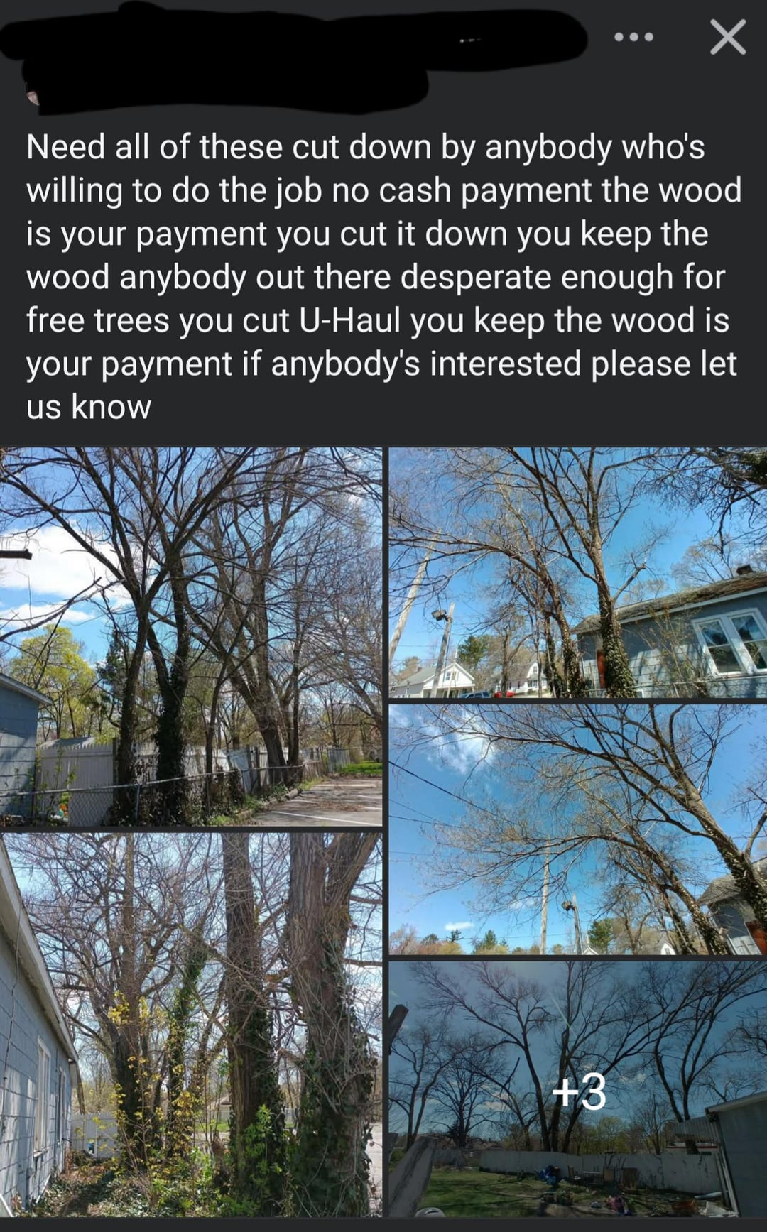 Need all of these cut down by anybody who's willing to do the job no cash payment the wood is your payment you cut it down you keep the wood anybody out there desperate enough for free trees you cut U-Haul you keep the wood is your payment if anybody's interested please let us know +3