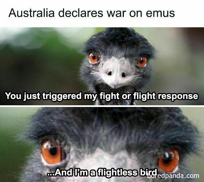Australia declares war on emus You just triggered my fight or flight response ...And I'm a flightless birdedpanda.com