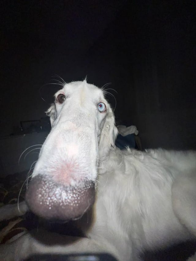 Long Boi With Heterochromia