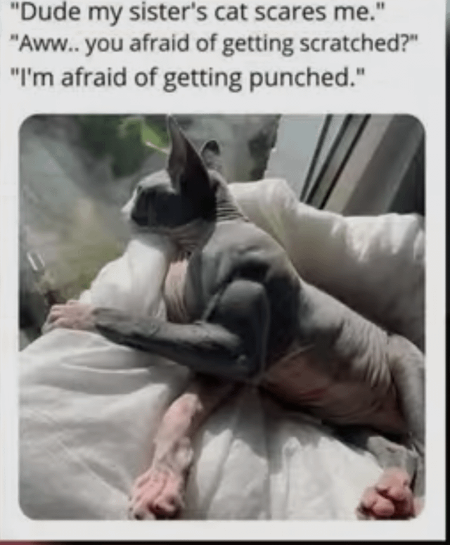 "Dude my sister's cat scares me." "Aww.. you afraid of getting scratched?" "I'm afraid of getting punched."