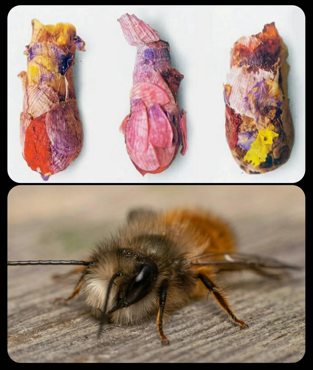 Osmia avosetta, solitary bees who place their eggs in colourful nesting capsules that they build usi...