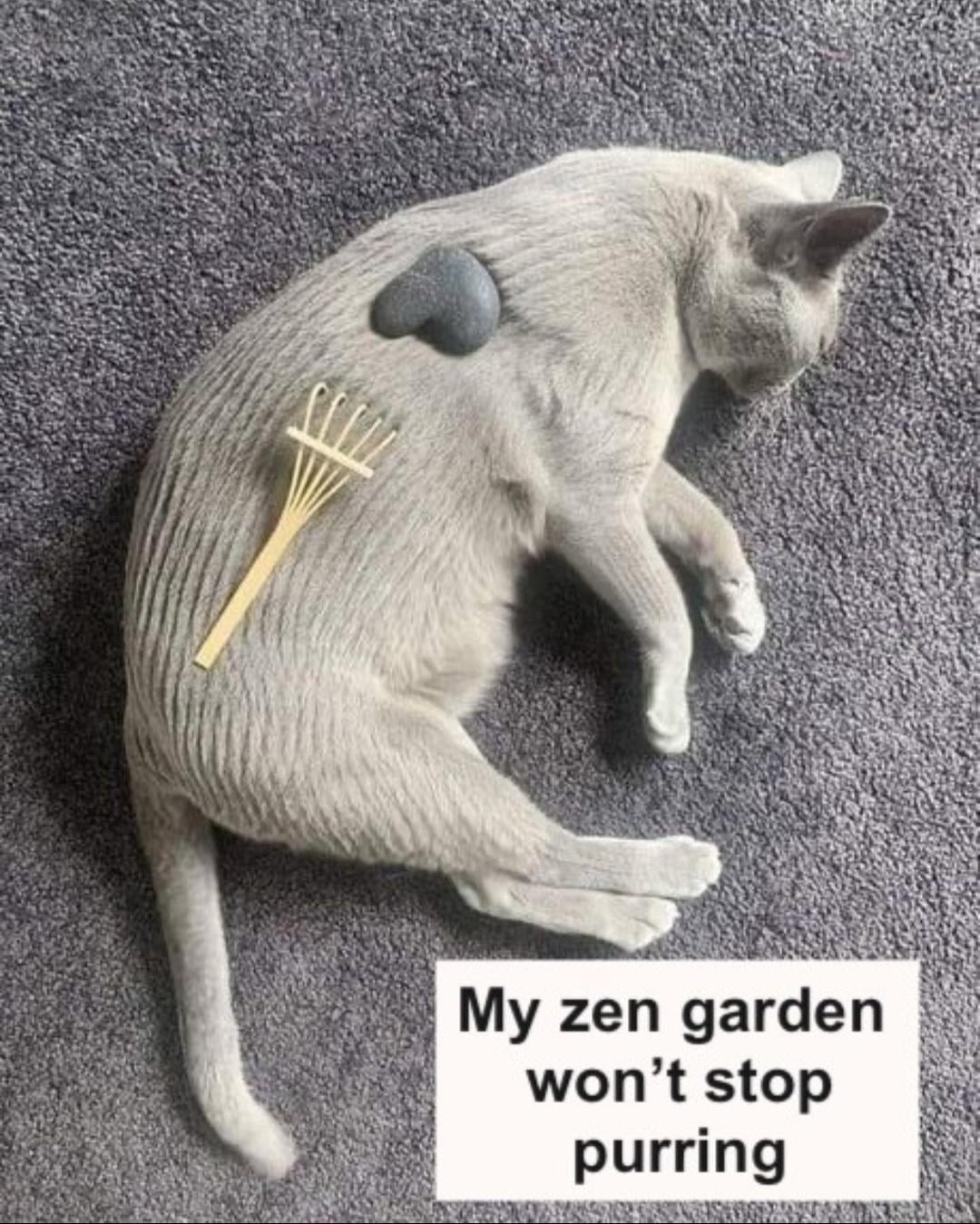 My zen garden won't stop purring