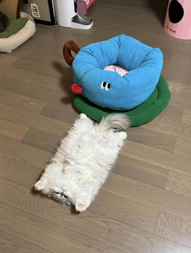 A professional rug