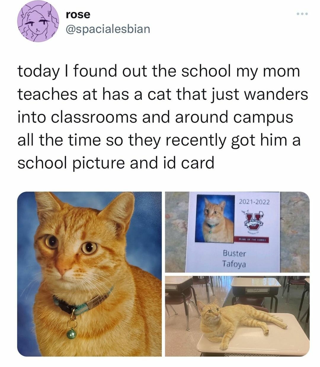 rose @spacialesbian today I found out the school my mom teaches at has a cat that just wanders into classrooms and around campus all the time so they recently got him a school picture and id card 2021-2022 HOME OF THE HARES Buster Tafoya
