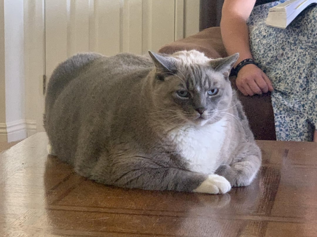 A unit of a cat