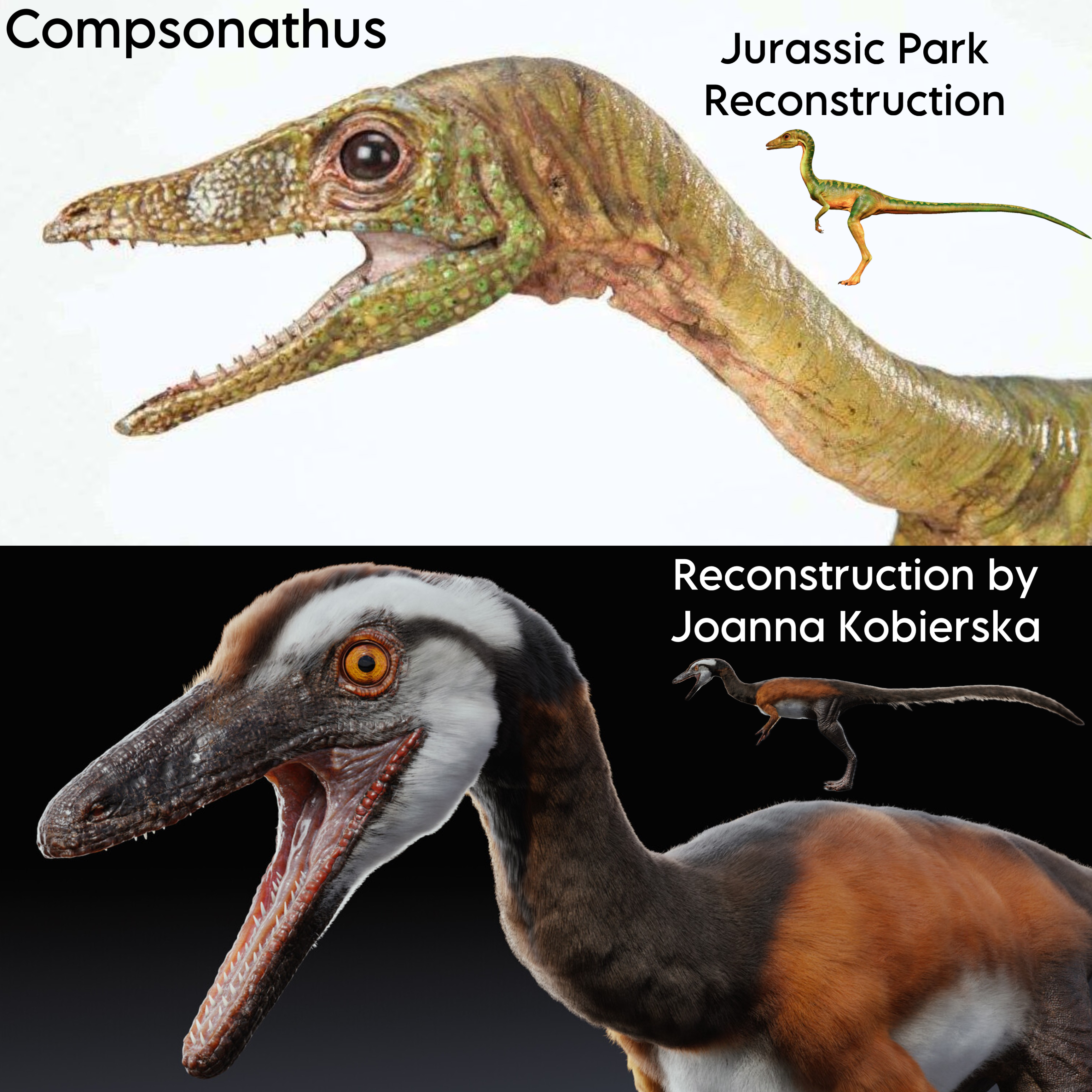 Compsonathus Jurassic Park Reconstruction Reconstruction by Joanna Kobierska