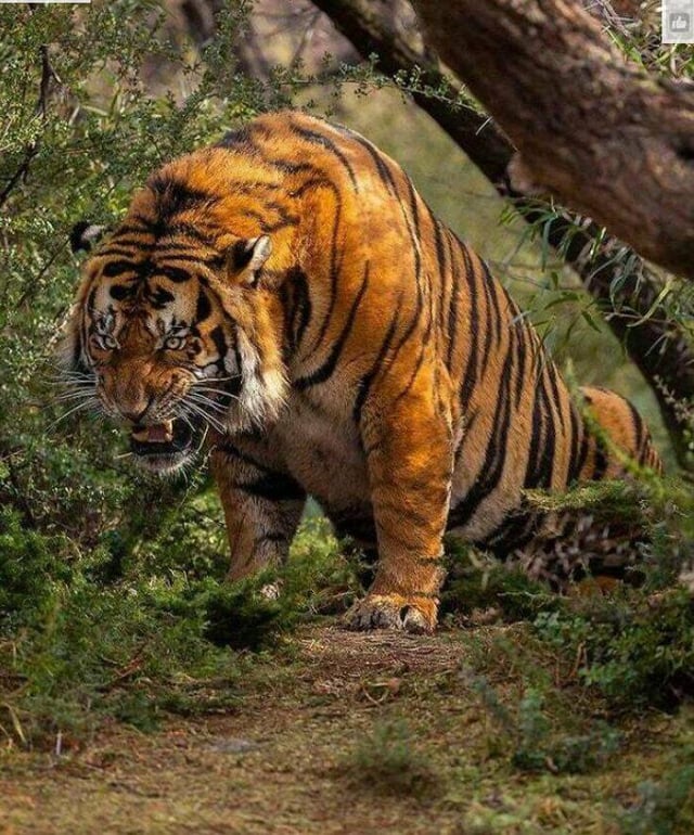 The real King of the jungle