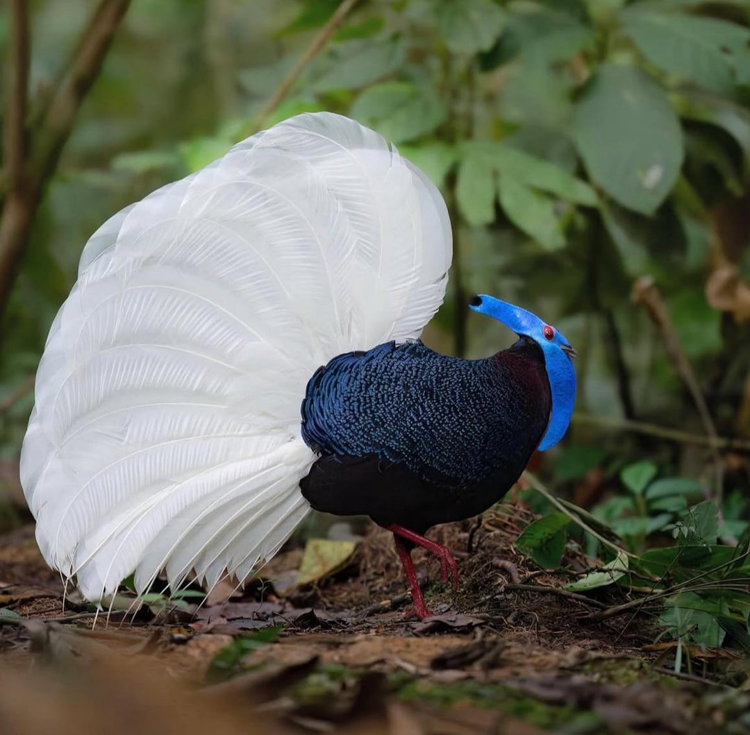 Bulwer's pheasant 
