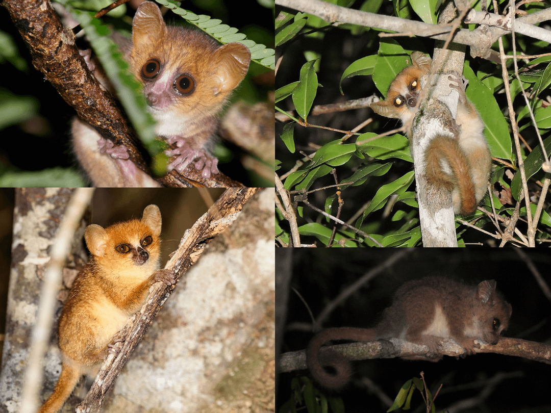Madame Berthe's mouse lemur, the smallest primate in the world