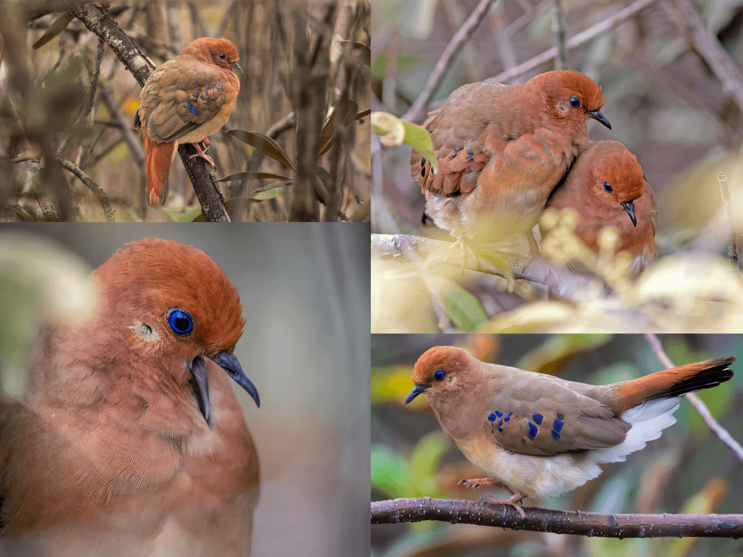 The blue-eyed ground dove