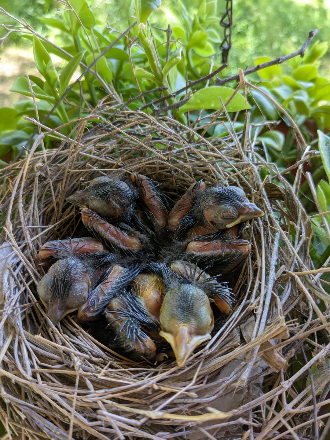 Those are baby birds, not a tarantula 