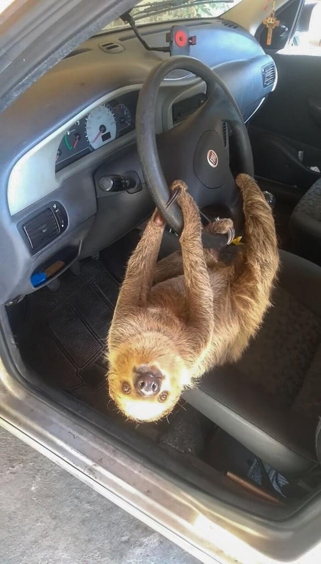 A Brazilian man left his window open overnight to find a sloth inside the next morning.