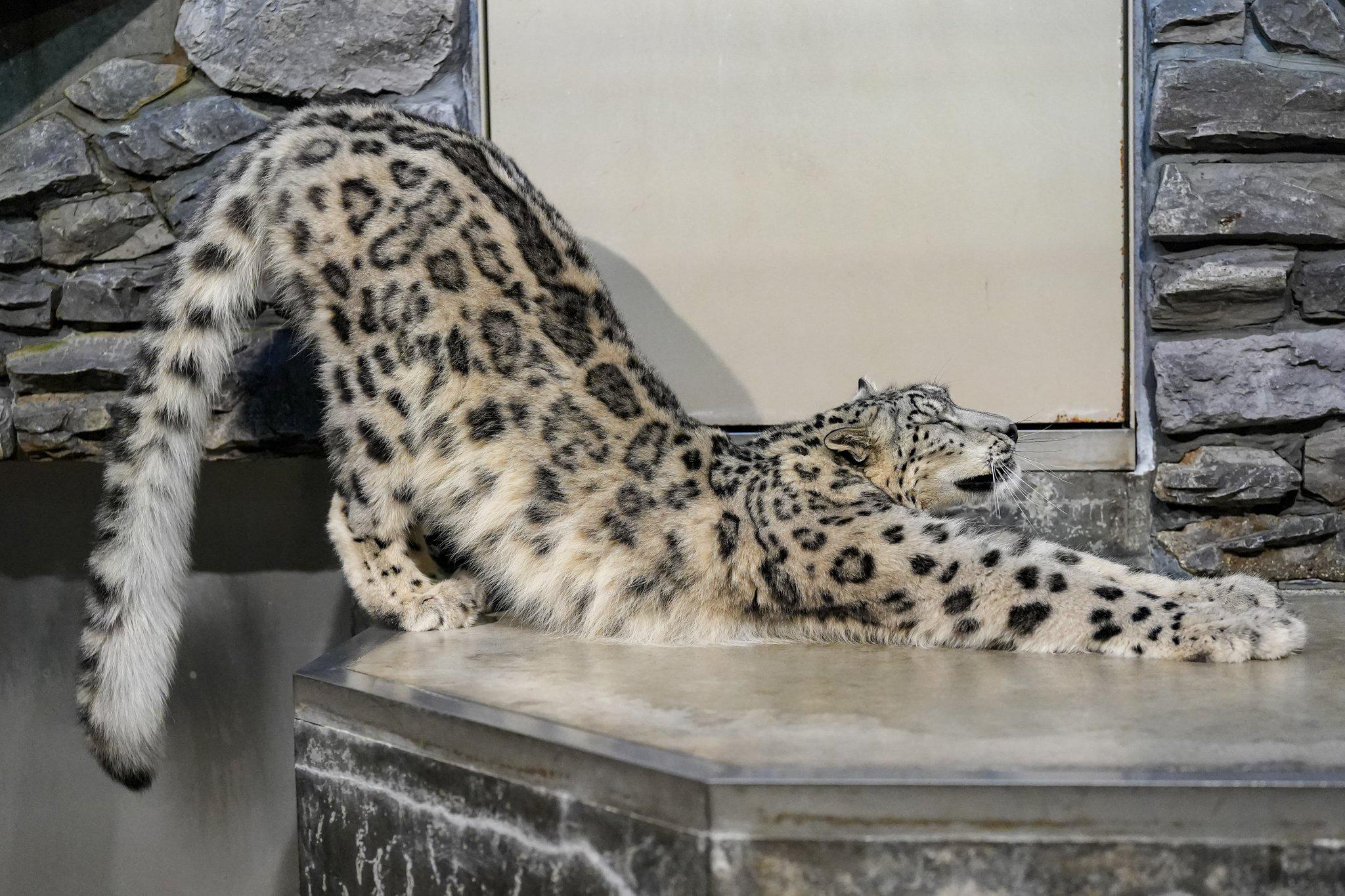 Snow leopard stretch