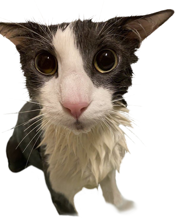 Soggy Cat - Transparent Template