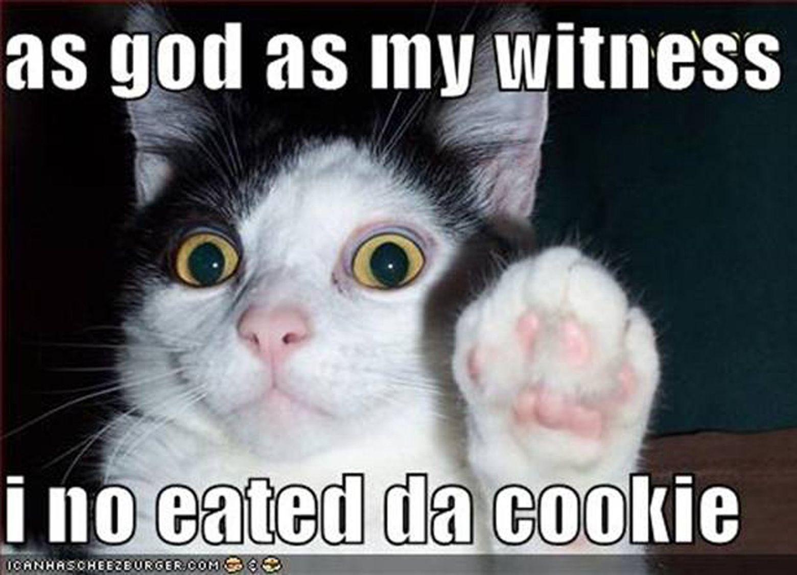 as god as my witness i no eated da cookie ICANHASCHEEZBURGER.COM