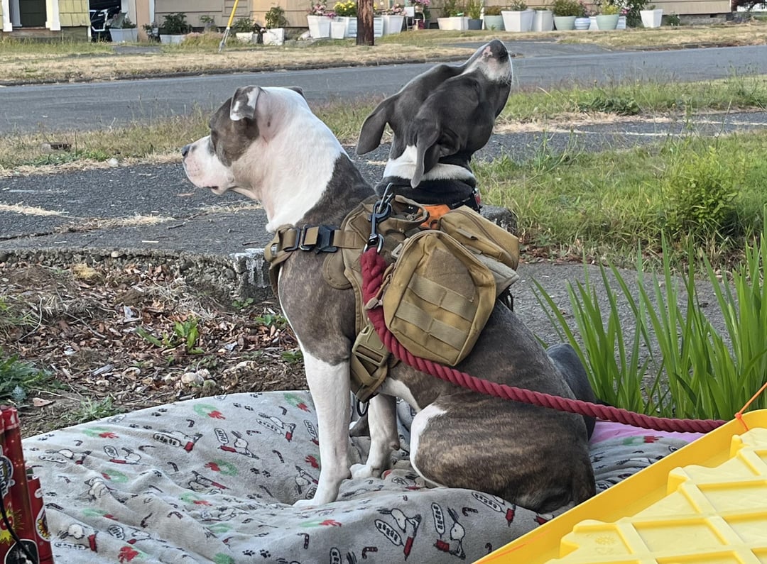 A two-headed canine