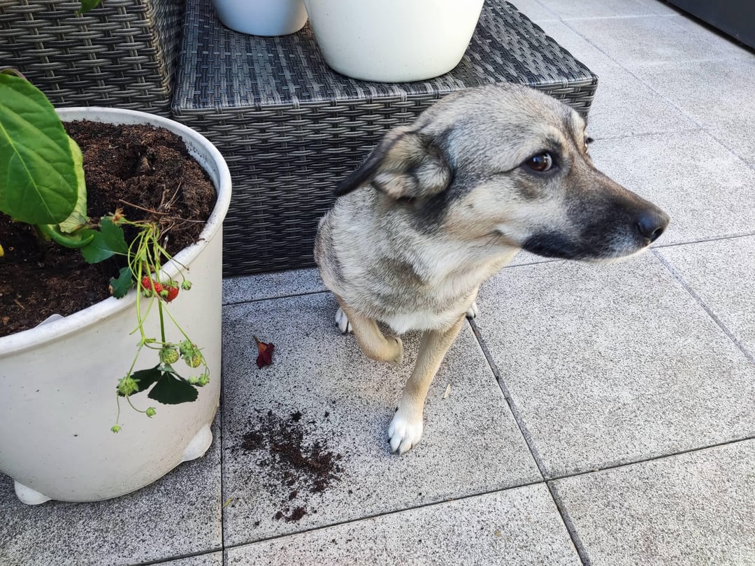 Ate the strawberries