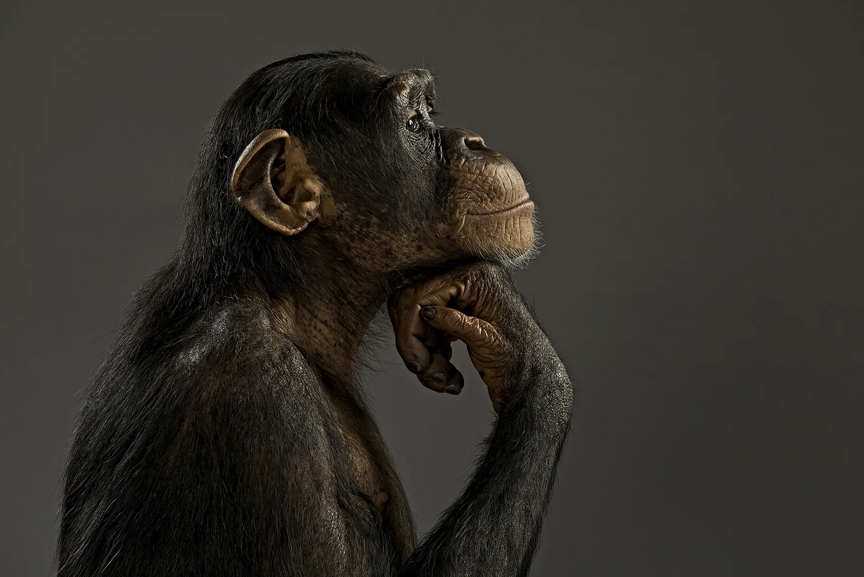 Chimpanzee Thinking image by Gravity Giant Productions