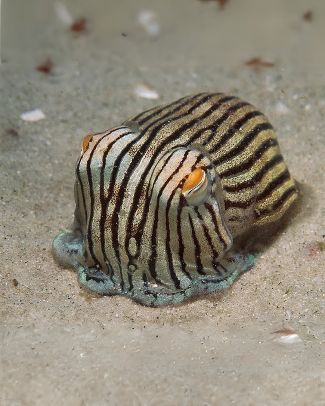 Striped pyjama squid