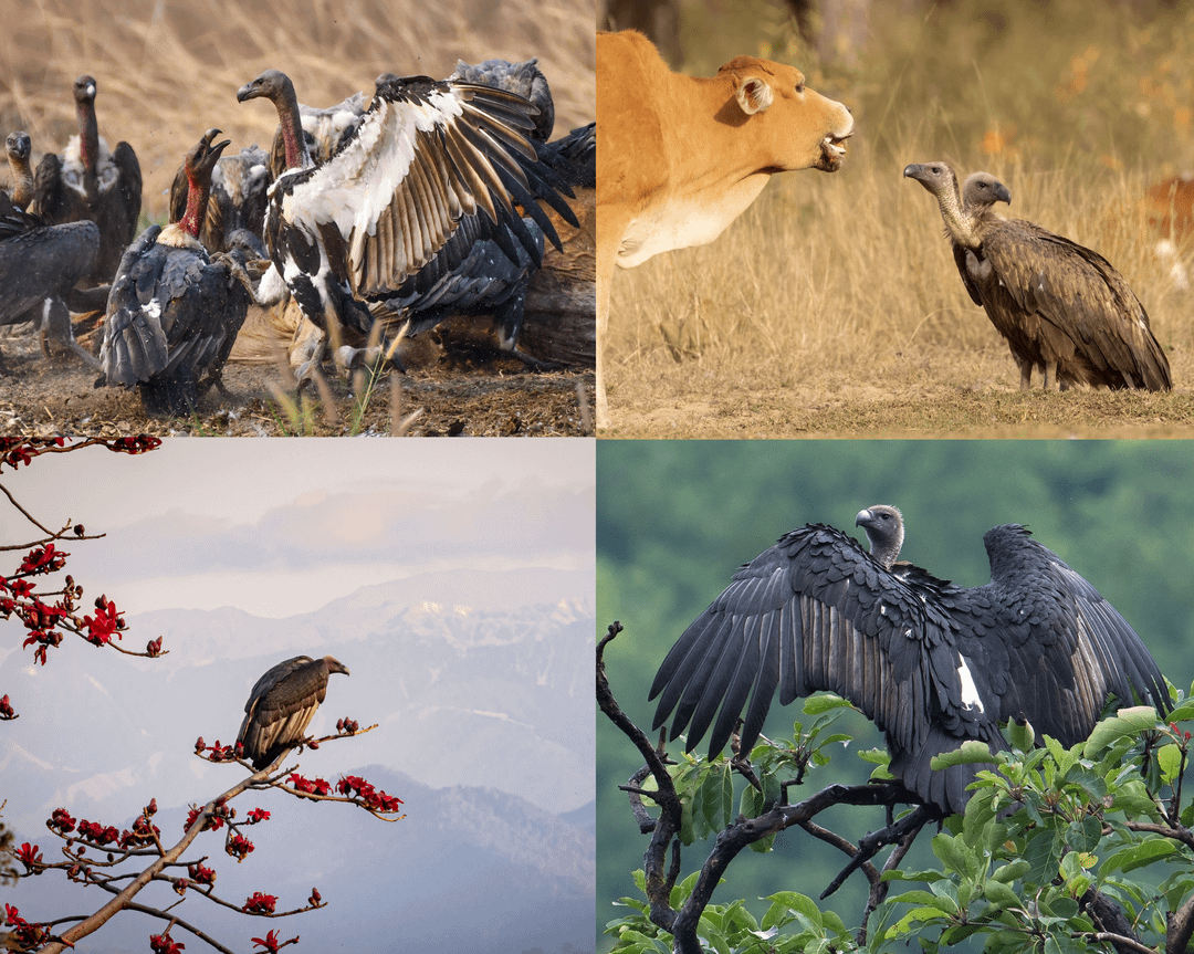 The white-rumped vulture