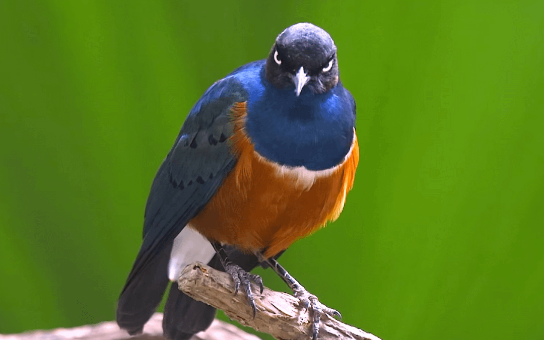 The superb starling