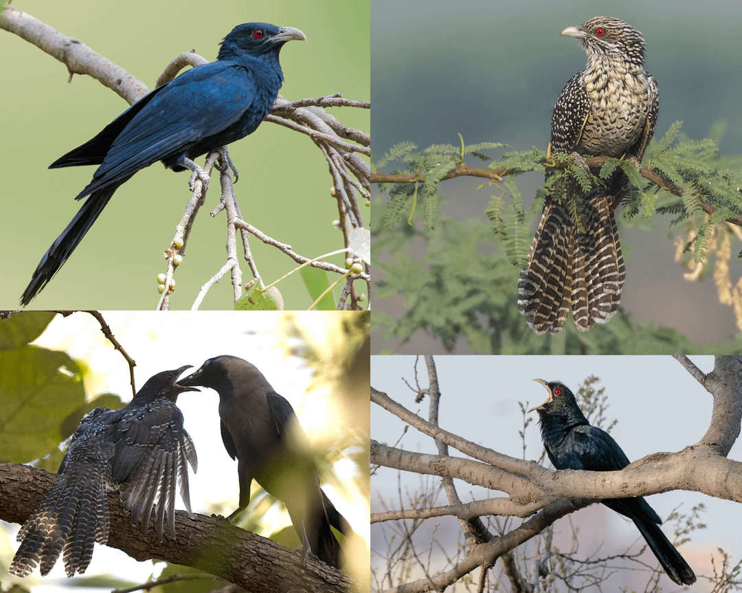The Asian koel, a nest parasite that lays its eggs in other bird's nests