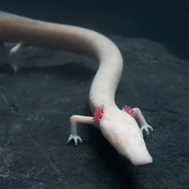 The olm, it is a blind and solitary salamander that can survive a decade without food