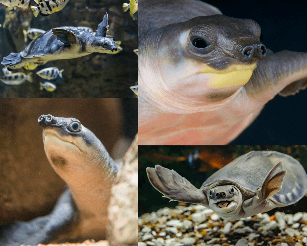 The pig-nosed turtle, a sole survivor of its family