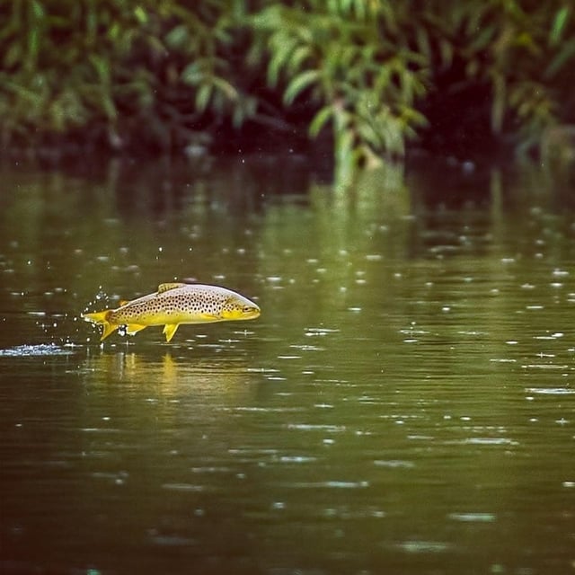 A jumping fish