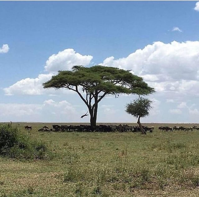 Nature is metal