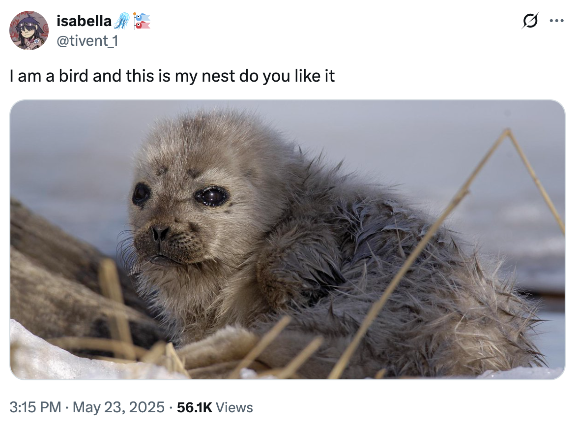 A "tweet":https://knowyourmeme.com/memes/sites/twitter-x showing a seal seemingly pretending to be a bird, captioned, "I am a bird and this is my nest, do you like it?"