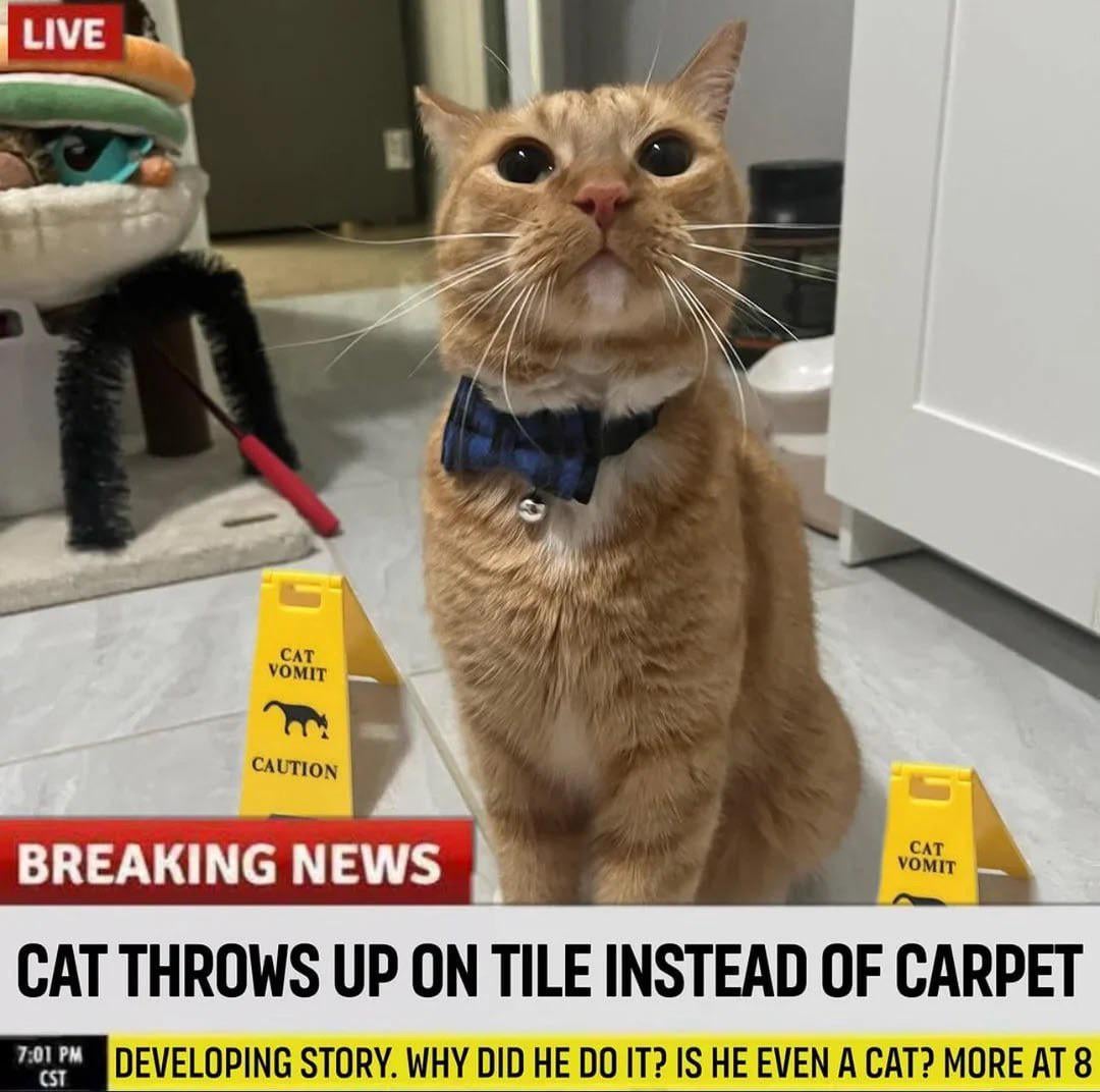 LIVE CAT VOMIT CAUTION BREAKING NEWS CAT VOMIT CAT THROWS UP ON TILE INSTEAD OF CARPET 7:01 PM DEVELOPING STORY. WHY DID HE DO IT? IS HE EVEN A CAT? MORE AT 8 CST