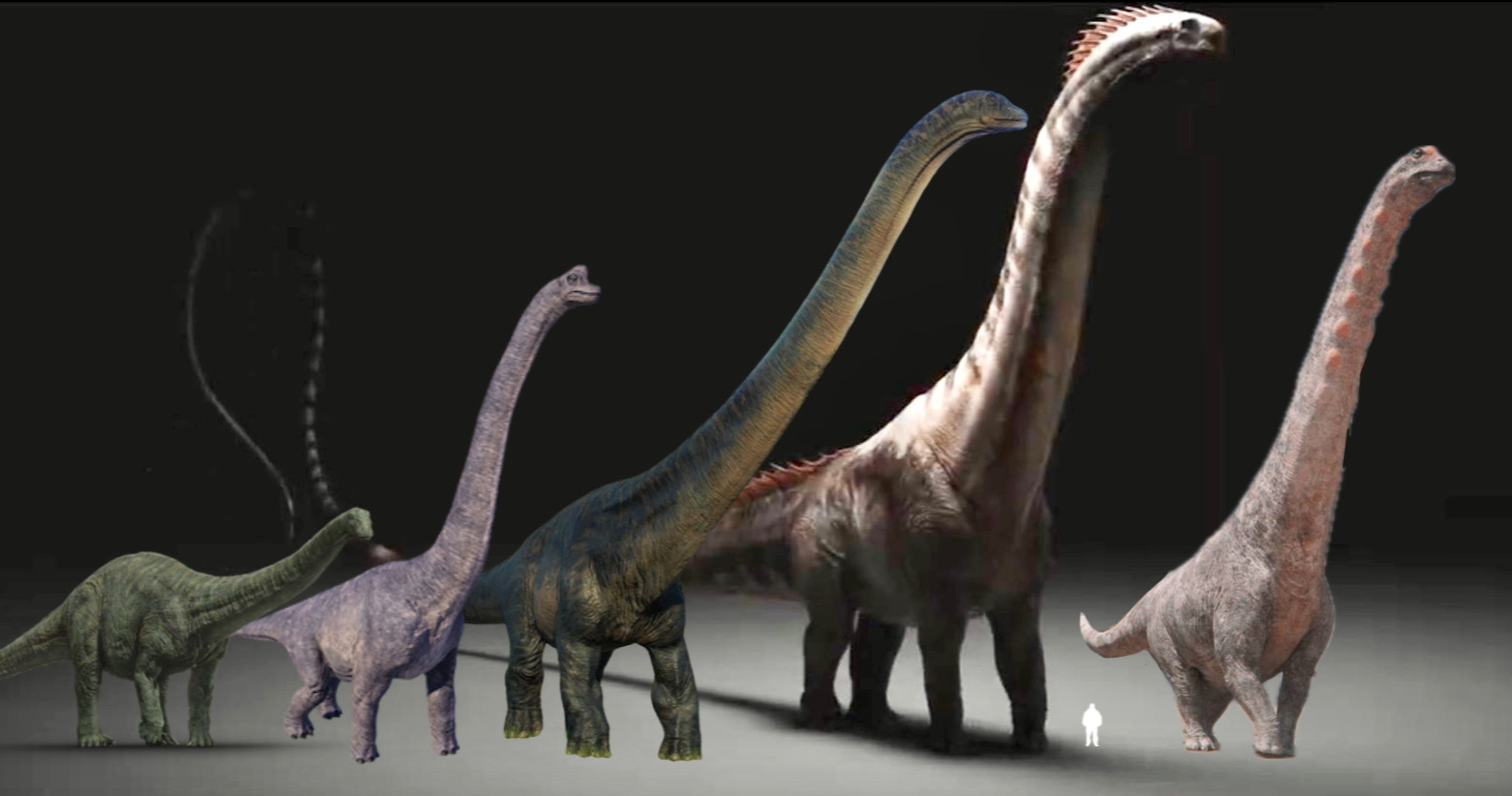 Sauropod size comparison 