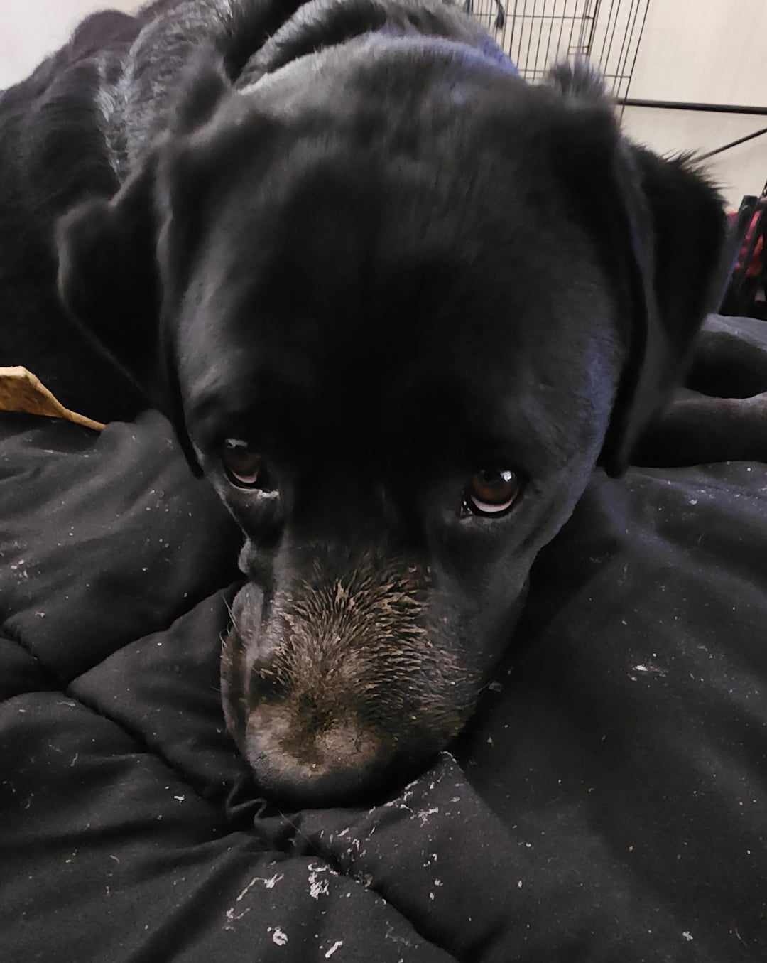He was not digging in the yard