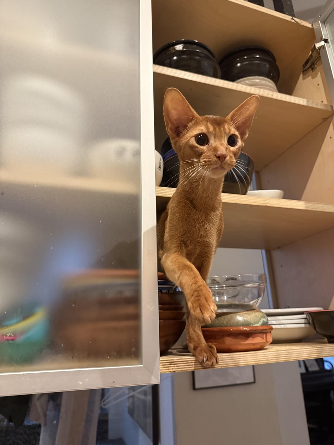 Cat in the cupboard