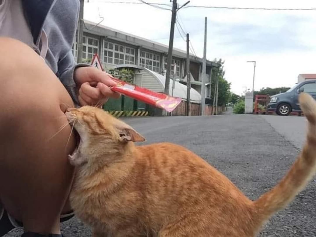 Chomp